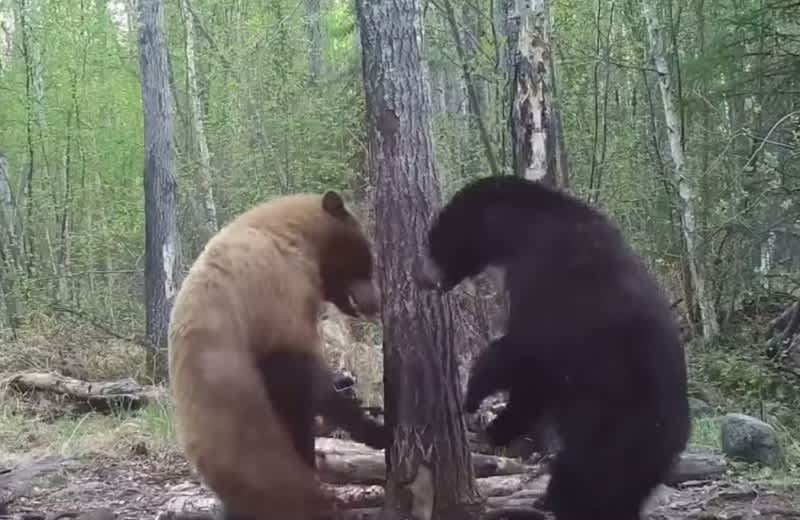 Video: Violent Bear Brawl Caught on Trail Cam