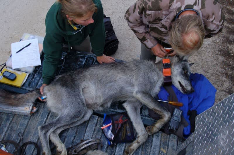Wisconsin Wolf Population Soars, Hunt Still Uncertain