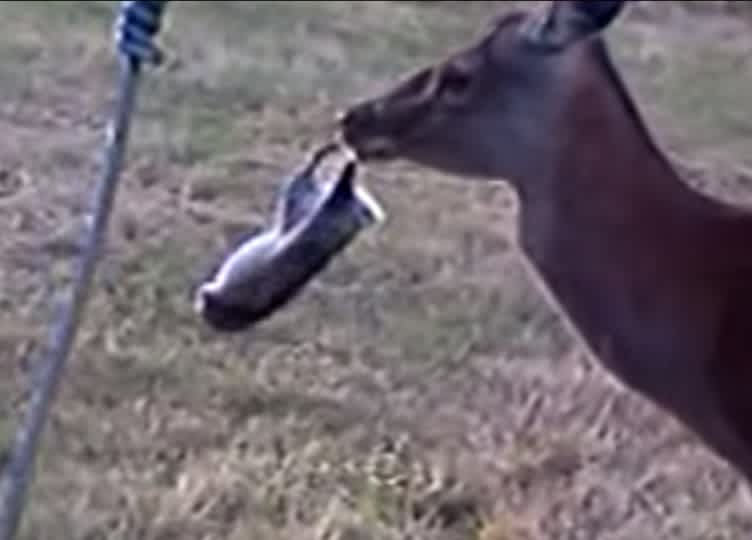 9 Unsettling Videos That Prove Deer Can Be Carnivores