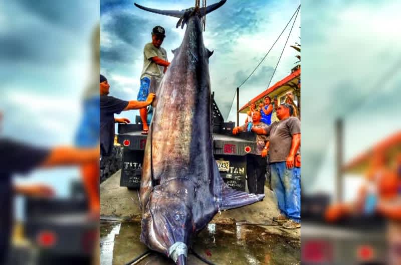 Angler Catches Near-world Record Marlin on His Birthday