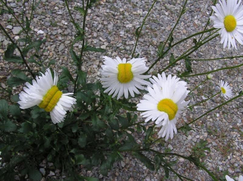 Are These Bizarre Daisies Near Fukushima Victims of Nuclear Mutation?