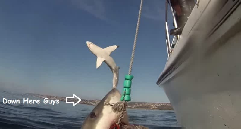 Video: Flying Great White Shark Photobombs Its Feasting Friend