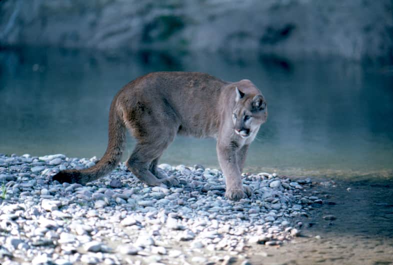 Canadian Angler Punches, Shoots Mountain Lion to Save Dog