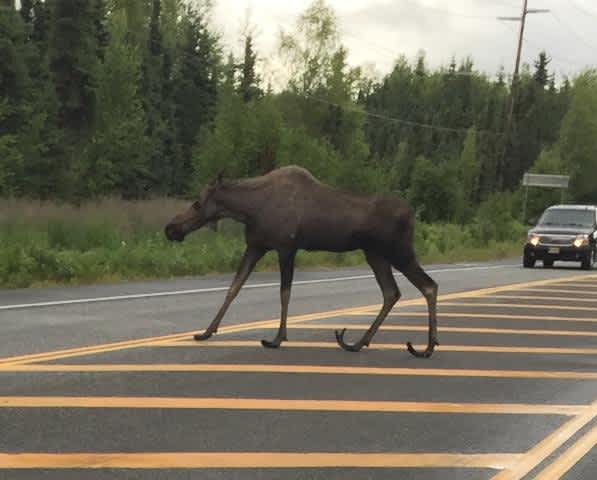 Photo: Eerie “Sleigh Hoofed” Moose Sighted in Alaska