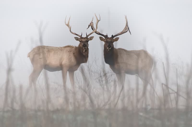 Elk Herd Attacks Picnicking Family, Two Injured