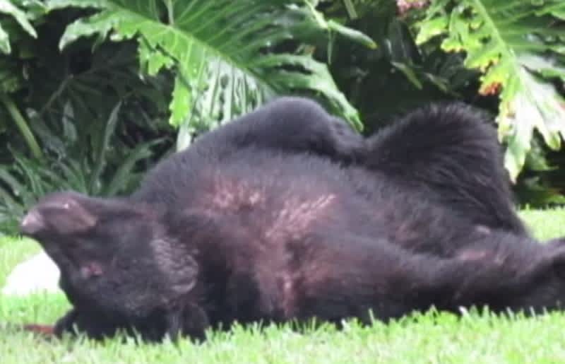 Florida Bear Eats 20 Pounds of Dog Chow, Falls into Food Coma in Backyard