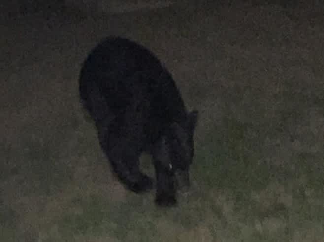 Indiana’s Lone Black Bear Believed to Have Returned to Michigan