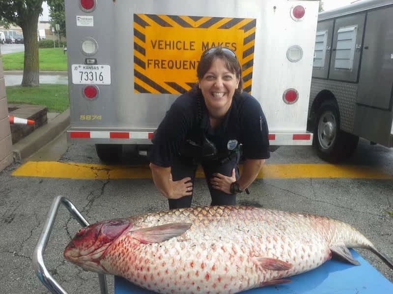 Kansas Police Discover Massive 60-pound Carp in Drainage Ditch