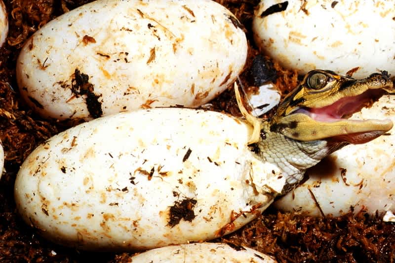 Louisiana Men Cited for Stealing over 500 Alligator Eggs