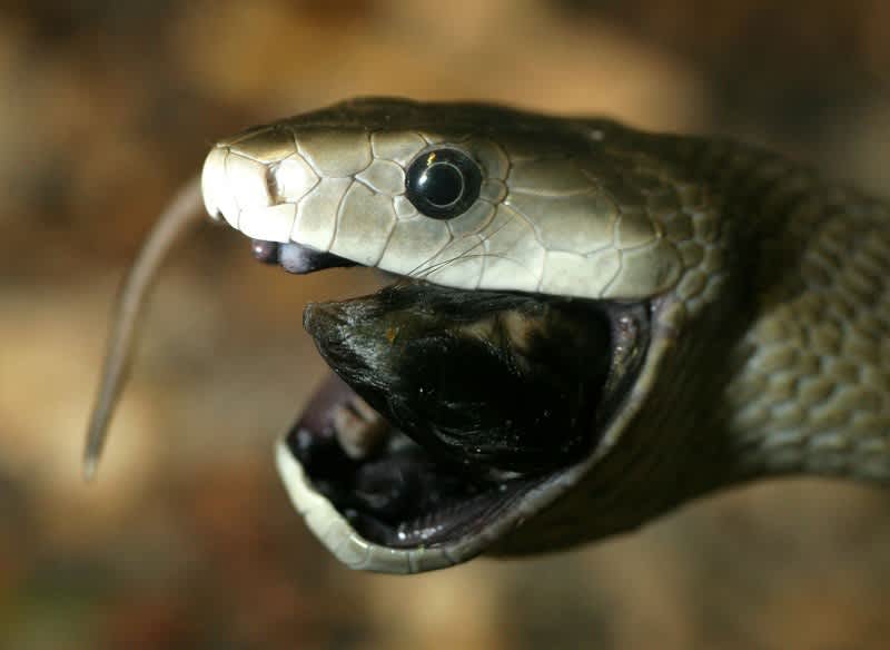 Man Dies after Sucking Snake Venom to Gain “Immunity” to Toxins