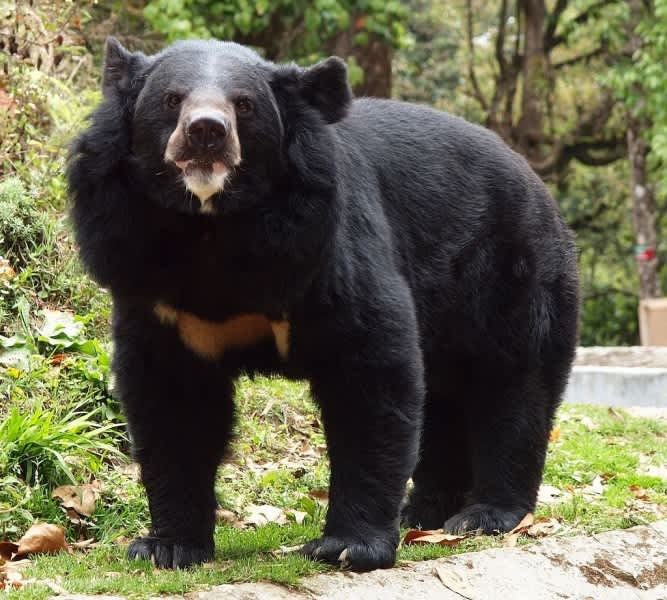 Man Takes Two Years to Realize Adopted “Dogs” Were Actually Black Bears