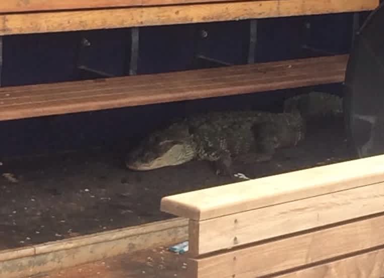 Photo: 10-foot Alligator Found in Minor League Dugout