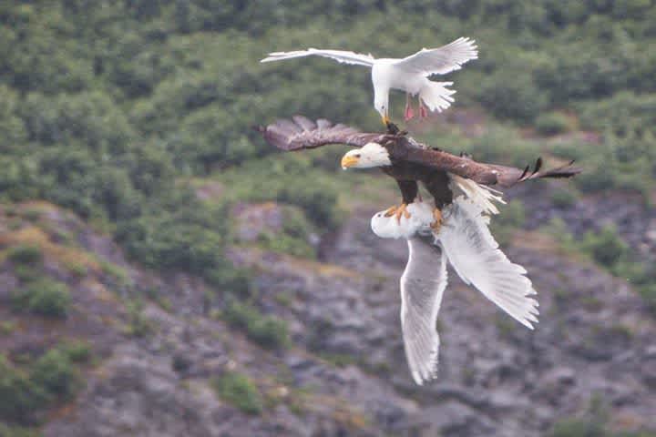 Photo: Epic Seagull vs. Eagle vs. Seagull Battle