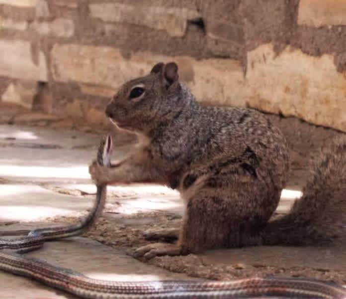 Photo: Texas Squirrel about to Chow Down on Snake