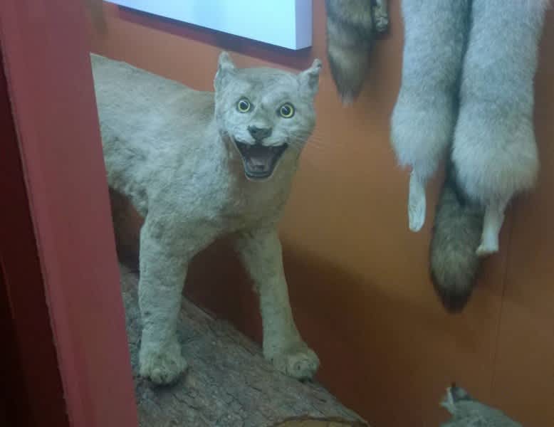 Photos: 15 More Taxidermy Fails That Will Make You Cringe