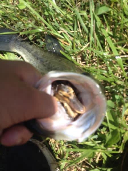 Photos: Angler Finds Baby Duck Inside Bass