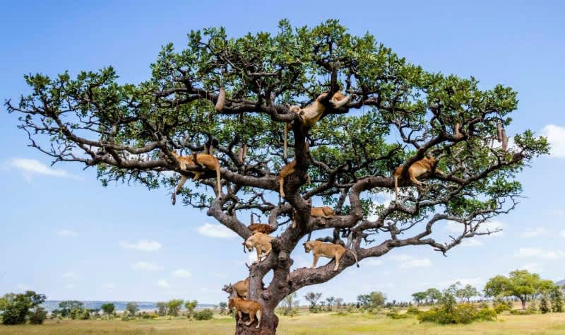 Photos: How Many Lions Can Fit in One Tree?