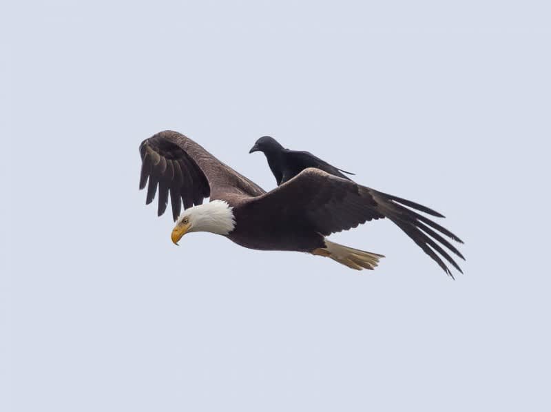 Photos: Suicidal Crow Hitches Ride on Bald Eagle
