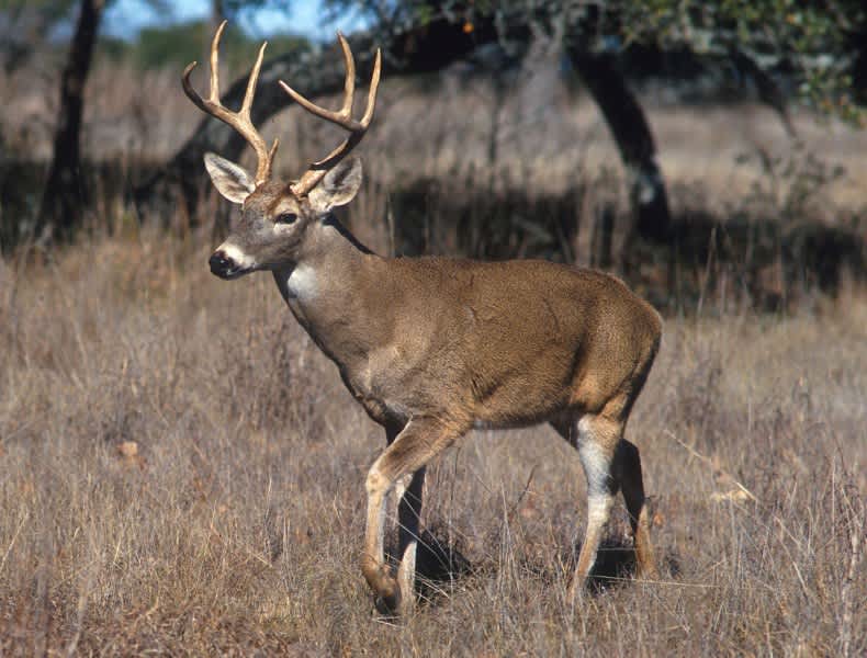 Quiz: Can You Correctly Identify These Subspecies of Whitetail Deer?