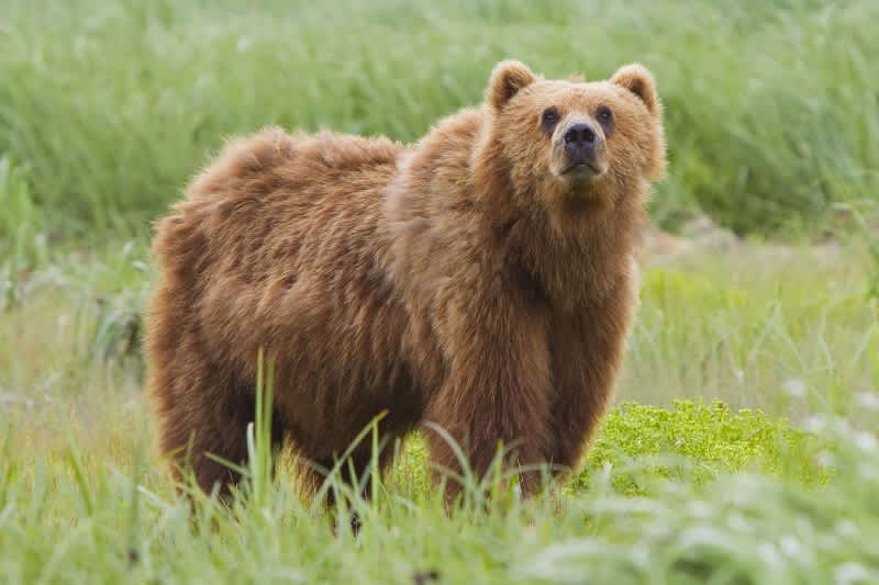 Quiz: Can You Identify These Bear Subspecies?