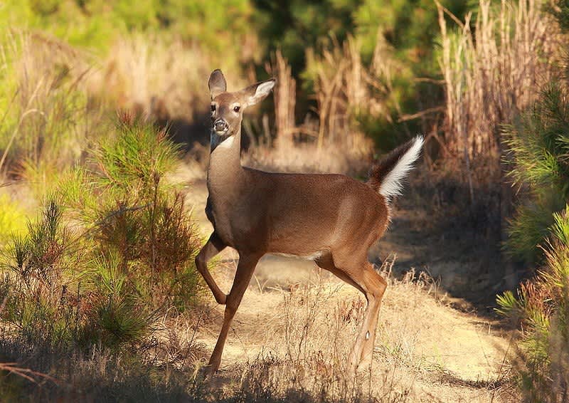 Study: Deer May Be Afraid of the Color White