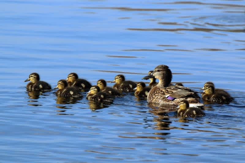 Survey: North American Duck Numbers Remain High