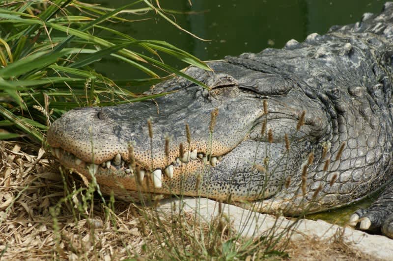 Texas Man Kills Alligator, Remains of Man Who Mocked It Found Inside