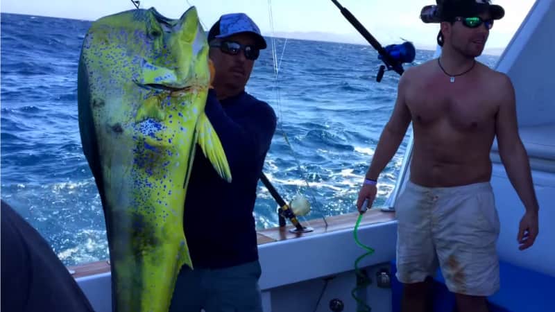 “Filleted Fish Cannot Be a Record”: The Loss of a World Record Dorado