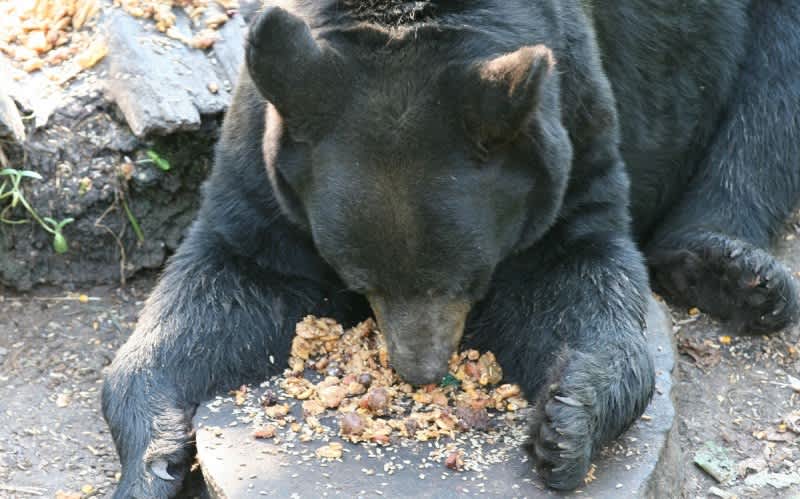 The Business of Bear Bait