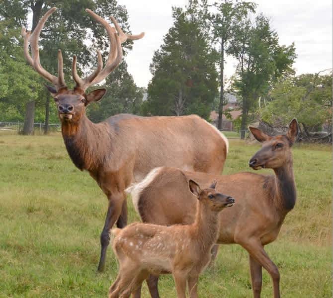 The Only Elk Herd Owned by the US Army