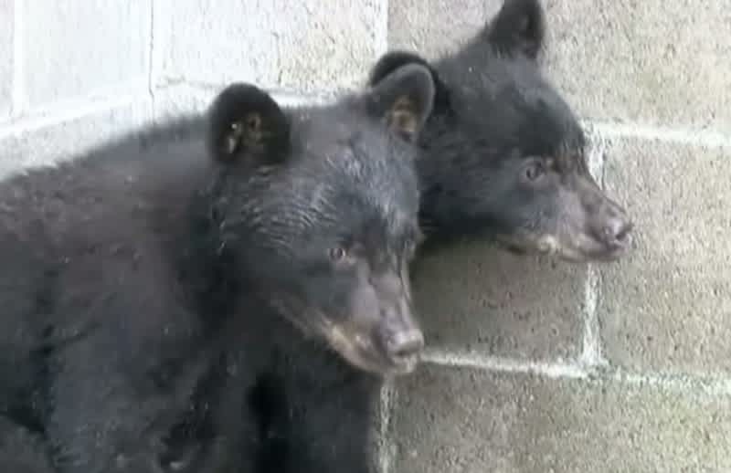 Canadian Conservation Officer Suspended for Refusing to Kill Bear Cubs