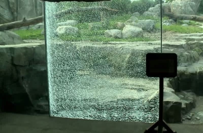 Photo: Grizzly Defeats Zoo’s “Bear-proof” Glass with a Rock