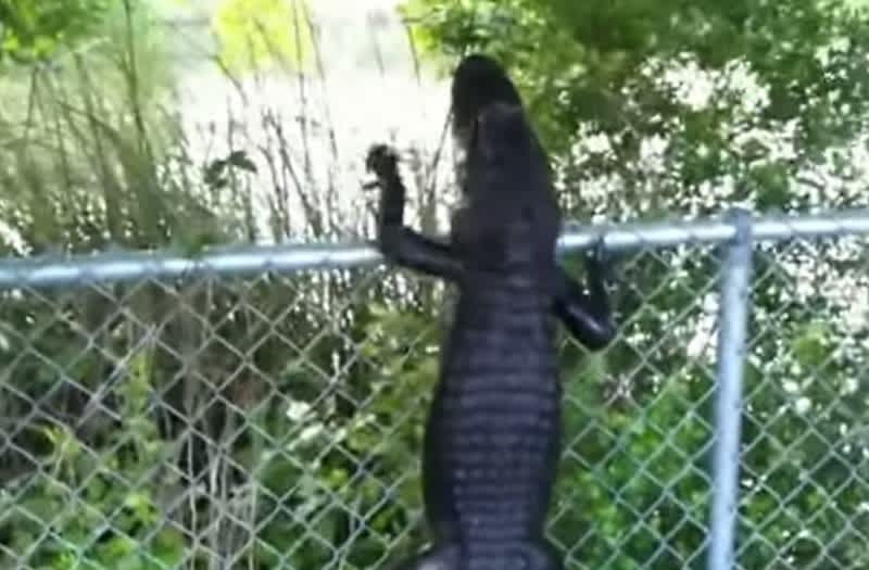 Video: Alligator with Ninja Skills Deftly Climbs Fence