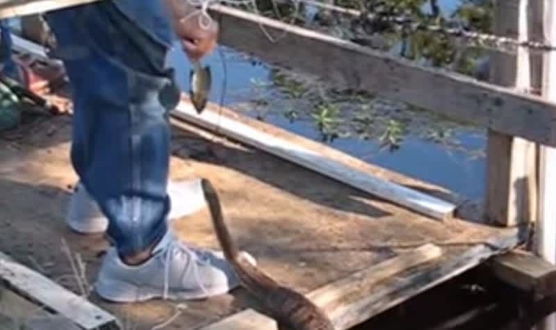 Video: Angler Attempts to Feed Snake, Gets Bitten Instead