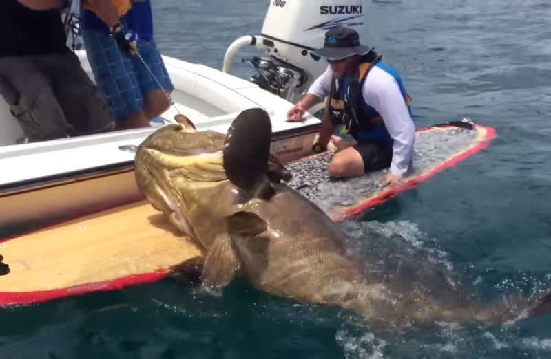 Video: Angler Catches 412-pound Goliath Grouper from Paddleboard
