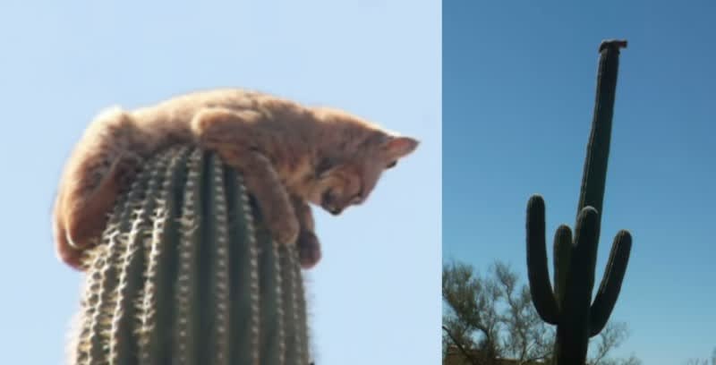 Video: Bobcat Escapes Mountain Lion by Jumping atop 40-foot Cactus