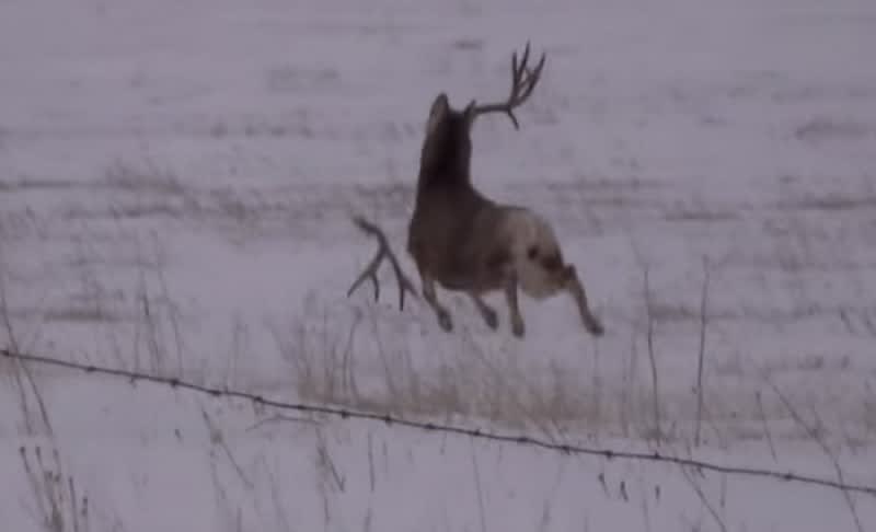 Video: Bouncing Mule Deer Loses Its Antlers