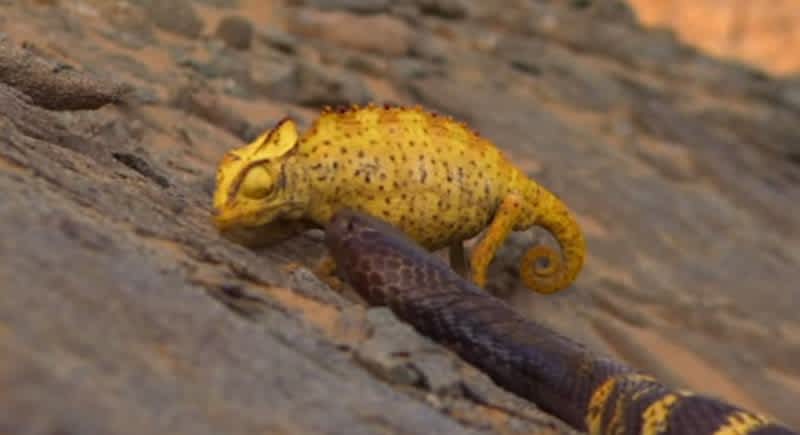 Video: Cobra Chases Down and Attacks Chameleon
