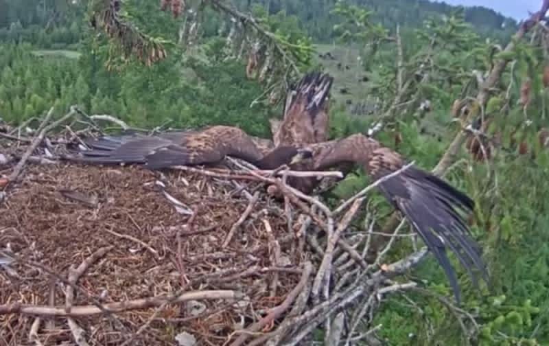 Video: Eagle Attempts Nest Landing, Fails Horribly