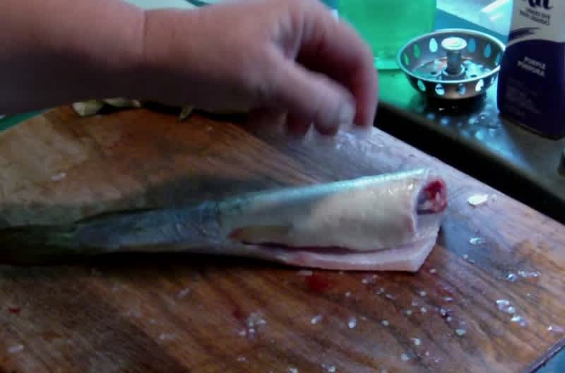 Video: Dead Fish Continues to Fight Without a Head