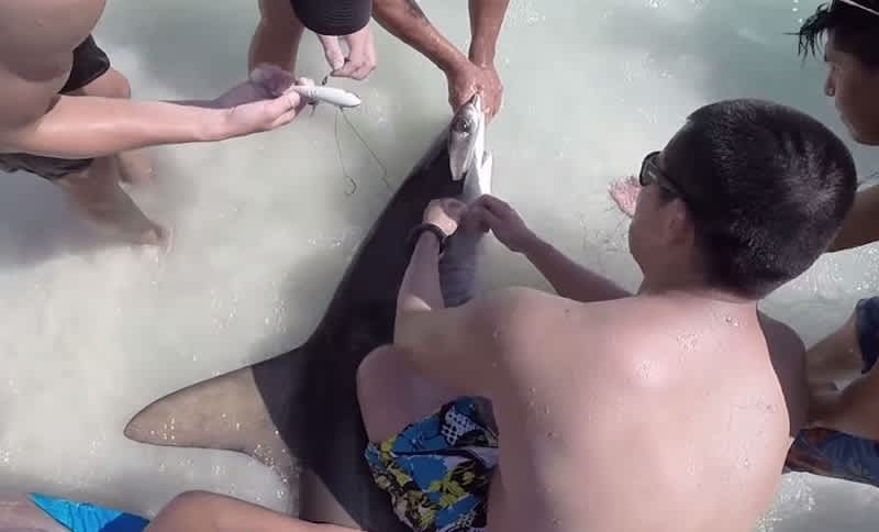 Video: Florida Beachgoers Nab Hammerhead Shark to Remove Stuck Hooks