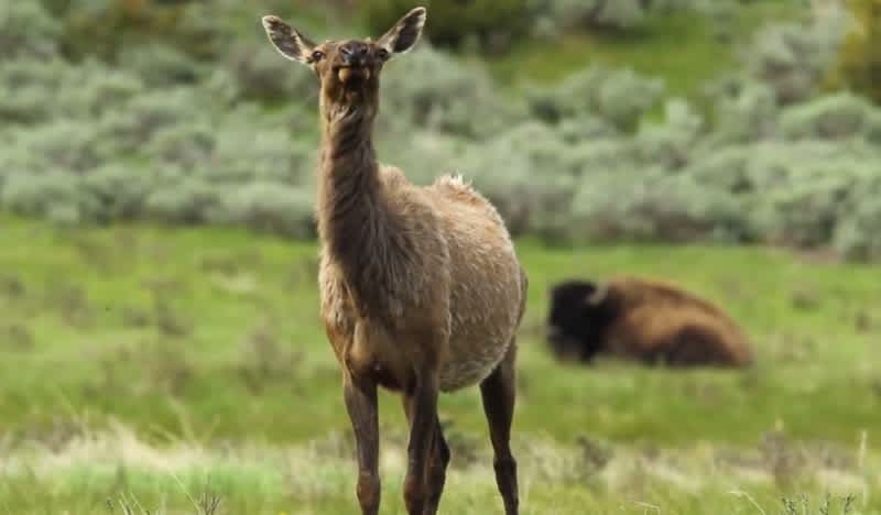 Video: Have You Ever Heard an Elk Bark?
