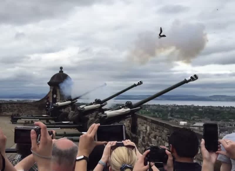 Video: Scottish Cannon Nearly Blows Seagull Out of the Sky