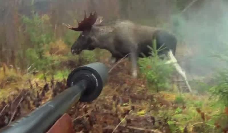 Video: Huge Moose Shot at Close Range