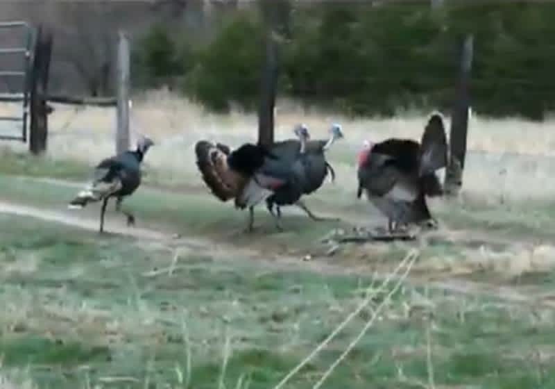 Video: Man Bags Three Turkeys with One Shot