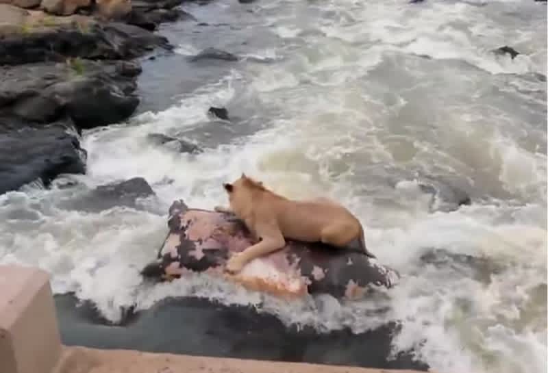 Video: Lion Uses Hippo Carcass as Life Raft