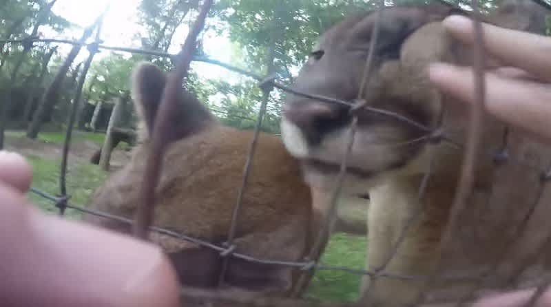 Video: Man Jumps Zoo Fence to Pet Cougars