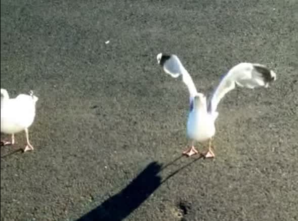 Video: Man Teaches Seagull to Tap Dance