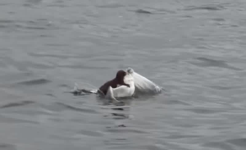 Video: Angler Captures Epic Battle Between Mink and Seagull