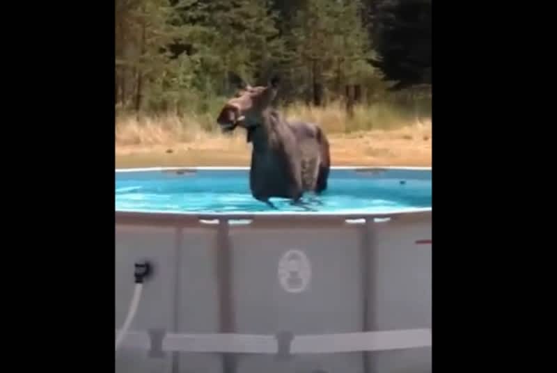 Video: Idaho Moose Hogs Above-ground Pool